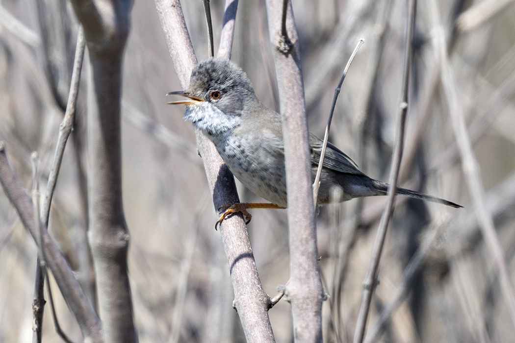 Cyprus Warbler